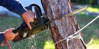 Why Choose Our Tree Removal Services in Loganville, PA?