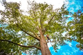 Loganville, PA  Tree Services Company