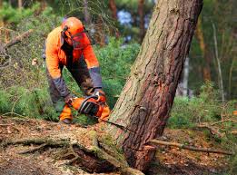 Best Tree Mulching  in Loganville, PA