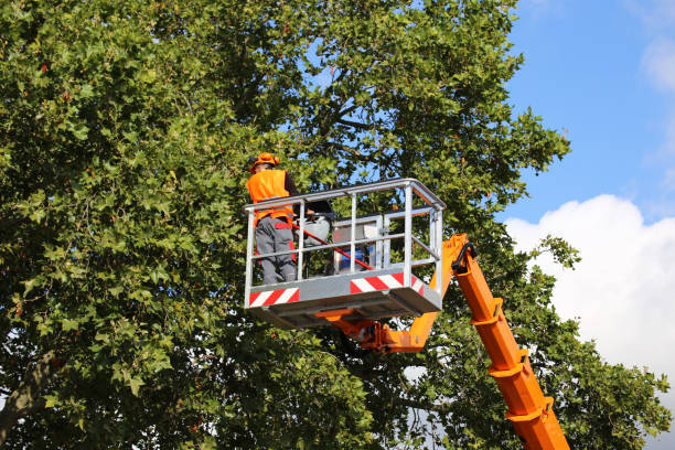  Loganville, PA Tree Services Pros