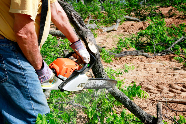 Best Tree and Shrub Care  in Loganville, PA